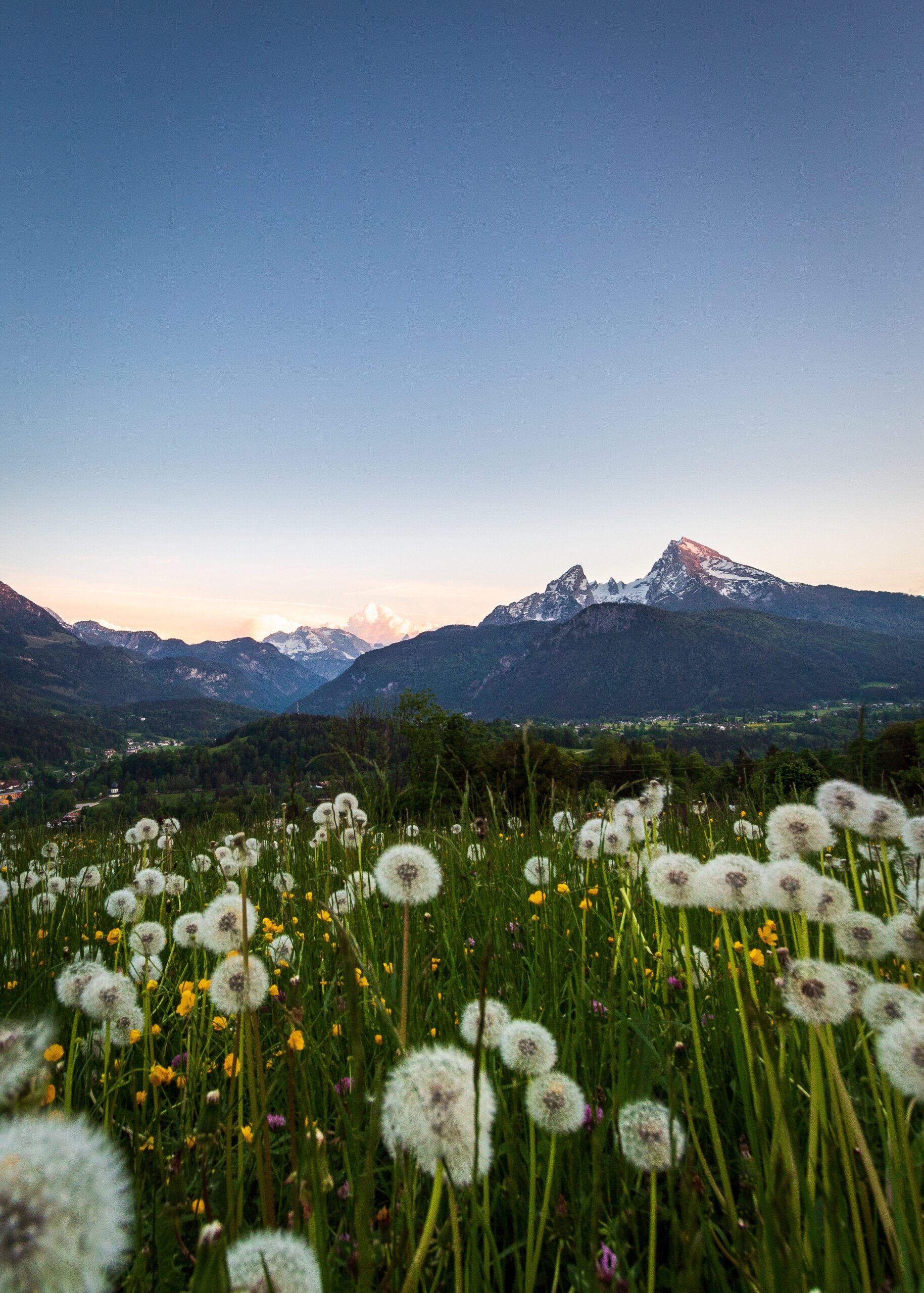 scenic-view-flowering-plants-field-against-clear-sky scenic-view-flowering-plants-field-against-clear-sky